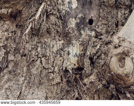 Rogh Old Epidermis Of A Tree Close Up