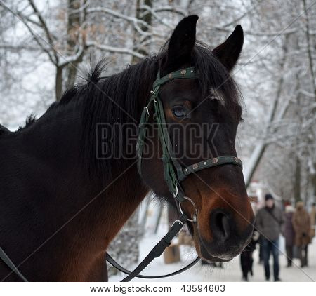 cheval