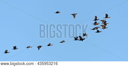 Not Small Flock Of Great Cormorants (phalacrocorax Carbo) In Flight Together Over Clear Blue Sky In 