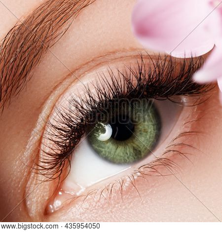 Beautiful Macro Shot Of Female Eye With Extreme Long Eyelashes And Natural Makeup. Perfect Shape Mak