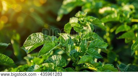 Potato Plant Leaves. Landscape With Agricultural Land. Olericulture. Agriculture And Agro Industry. 