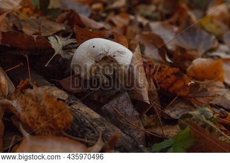 White Pileus Of Champignon Among Fallen Leaves In Autumn Forest, Mushroom-pickers Knife Near.