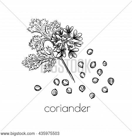 Green Coriander Sketch Flower Seeds On White Background For Print Design. Vector Illustration. Drawi