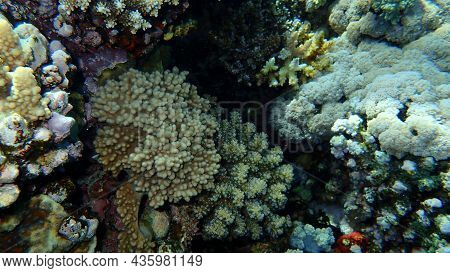 Finger-lobed Soft Coral (sinularia Leptoclados) And Cauliflower Coral, Rasp Coral (pocillopora Verru
