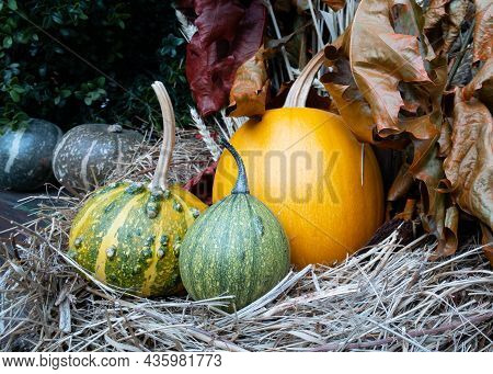 Pumpkins And Autumn Leaves, Symbol Of Autumn Harvest, Thanksgiving, Mabon Sabbat And Halloween Holid