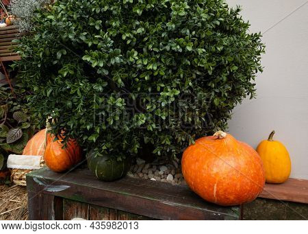 Pumpkins And Autumn Leaves, Symbol Of Autumn Harvest, Thanksgiving, Mabon Sabbat And Halloween Holid