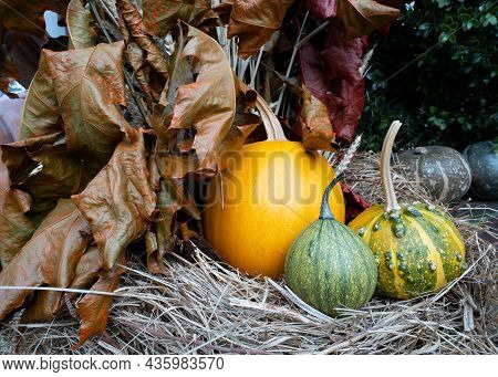 Pumpkins And Autumn Leaves, Symbol Of Autumn Harvest, Thanksgiving, Mabon Sabbat And Halloween Holid