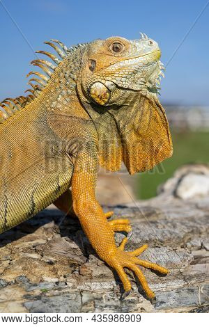 The Common Green Iguana (iguana Iguana), The American Iguana, Is A Large, Arboreal, Herbivorous Spec