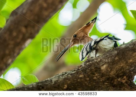 Common Hoopoe, Upupa Epops, Bird, Perched On Tree Branch, Sunlight, Leaves, Green, Copy Space