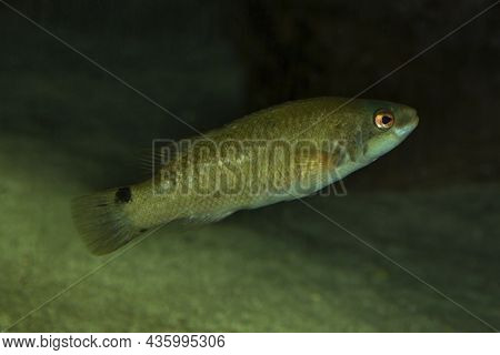 The Goldsinny Wrasse (ctenolabrus Rupestris) In Zoo.