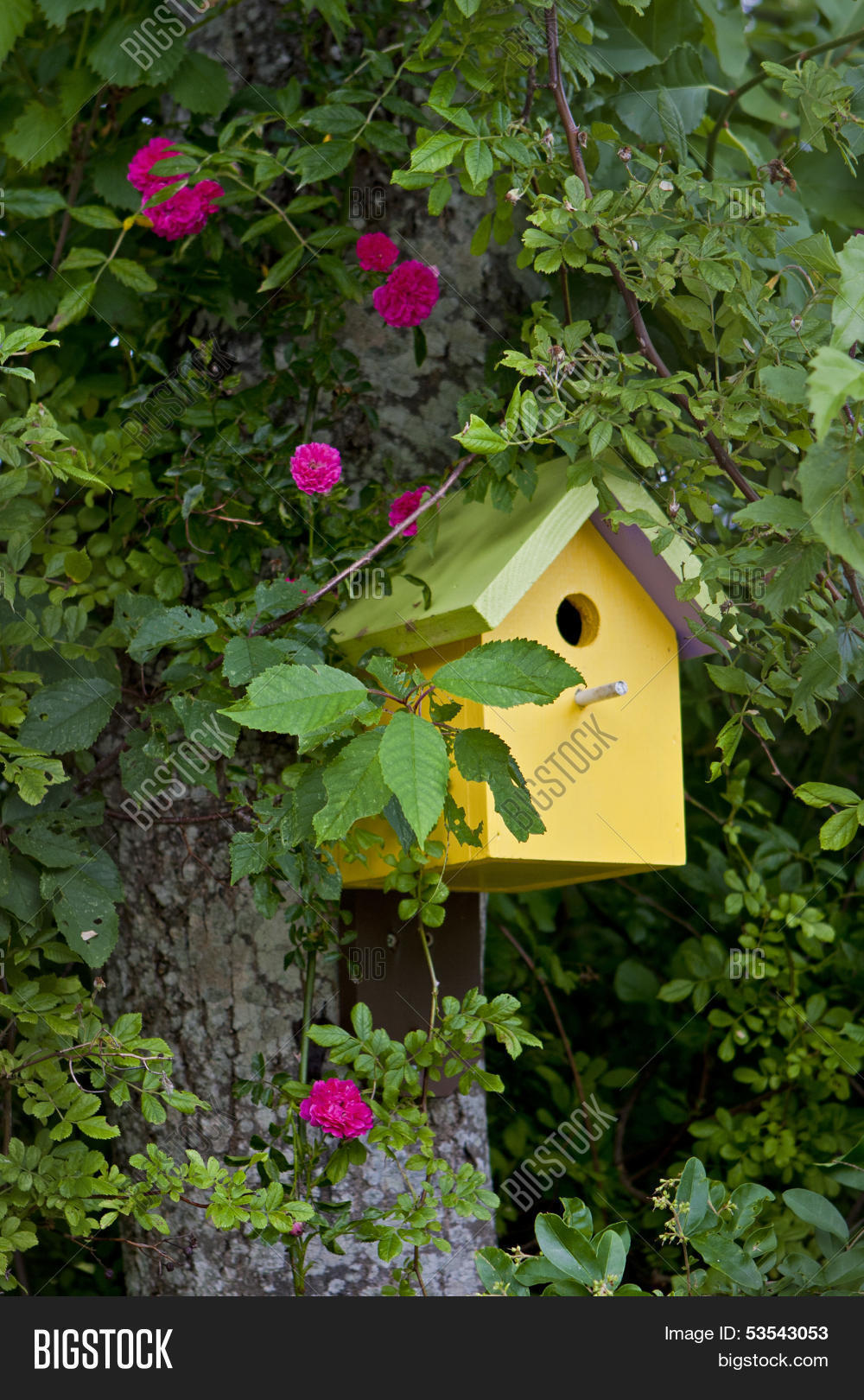 Yellow Bird House Image & Photo (Free Trial) Bigstock