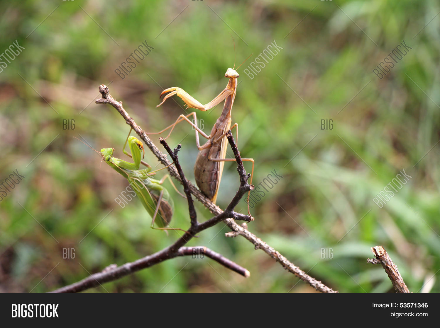 Image Preview