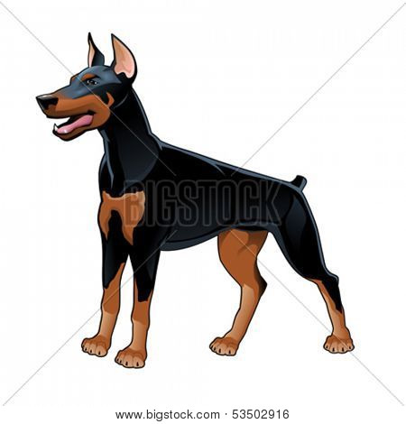 Dobermann Pinscher. Vector isolated dog.