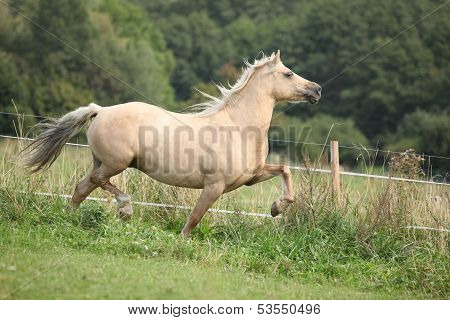 Beautiful Palomino Mare Wunning On Pasturage