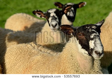 Inquisitive sheep