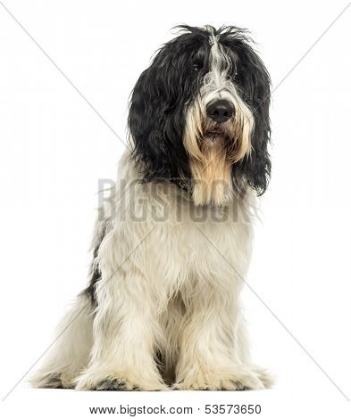 Dutch Sheepdog sitting, isolated on white
