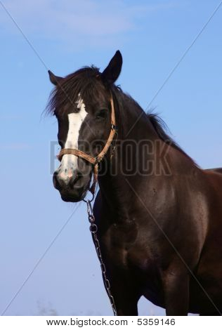 Cavalo sobre um fundo de céu azul