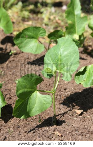 Jonge planten