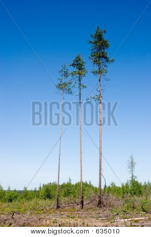 Kolme Pines