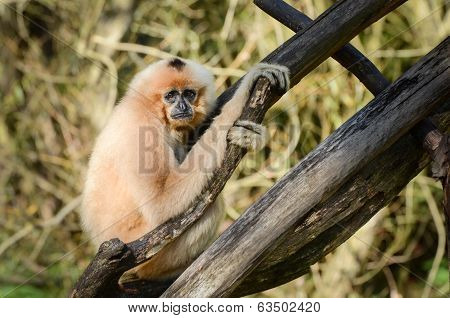 Gibbon