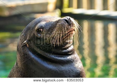 Sea Lion