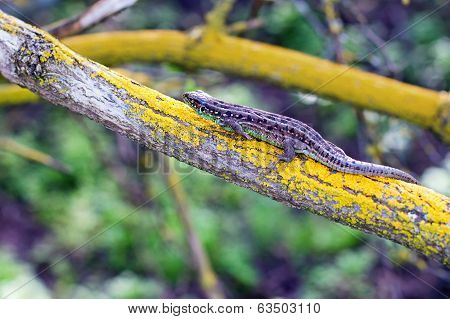 Lizard