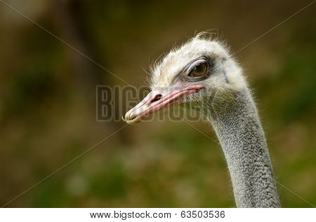 Ostrich