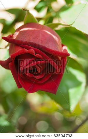 rose