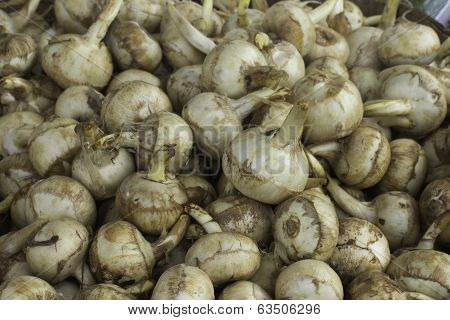 Arrowhead root or Arrowroot