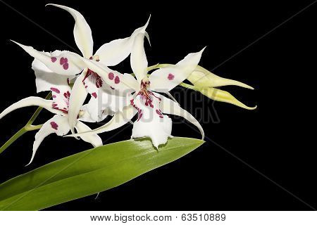 Close-up of white orchids