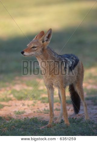 Avviso sciacallo dalla gualdrappa (canis Mesomelas)