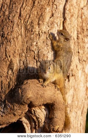 Baumhörnchen (Paraxerus Cepapi)