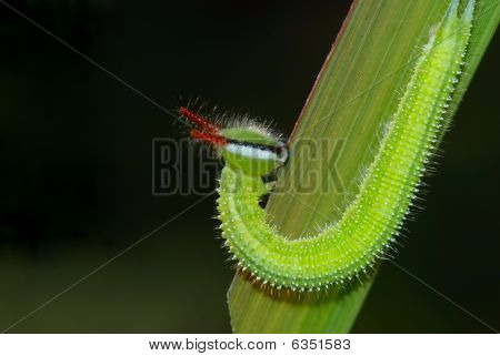 Oruga de la hoja