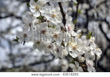 cherry Plum Blossom