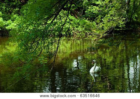 swan