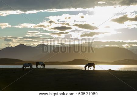 Icelandic Horses Against Summer Night Landscape