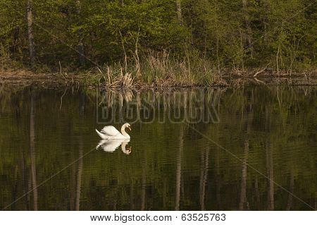 White-swan Floating In Lake