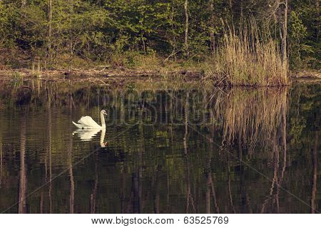 White-swan Floating In Lake
