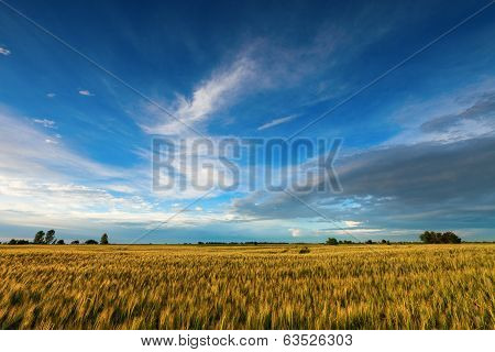 Golden wheat field with blue sky in background