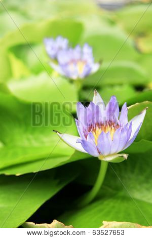 Beautiful photo of lilac lotus live in a city fountain.