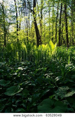 Colony of fern plants in the bright sun