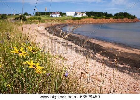 Wildflowers on Prince Edward Island coast near village of North Rustico in Green Gables Shore,  PEI, Canada.