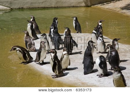 Attività del pinguino nel giardino zoologico