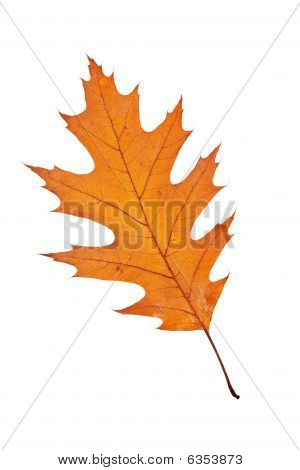 Una foglia di autunno