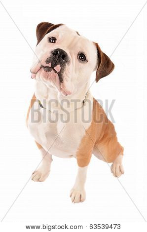 Old English Bulldog Sitting On White Background
