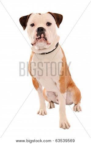 Old English Bulldog Sitting On White