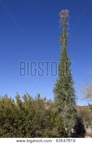 Blooming Boojum Tree