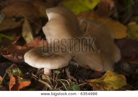 Forest Fungi In Autumn