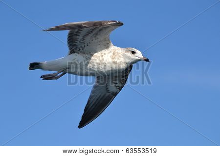 Seagull