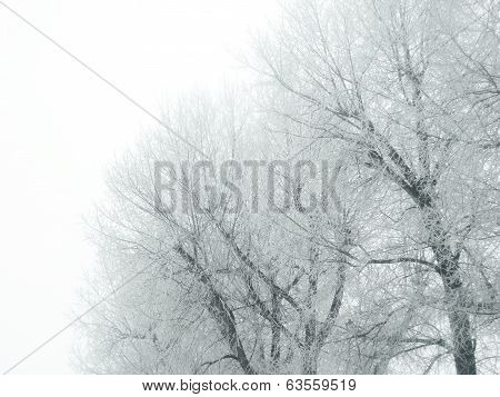 Trees In Winter